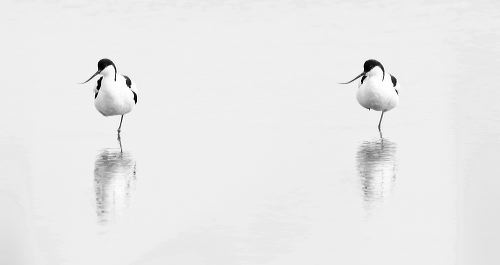 Avocets (Recurvirostra avosetta) adopt the same pose whilst resting after preening 
